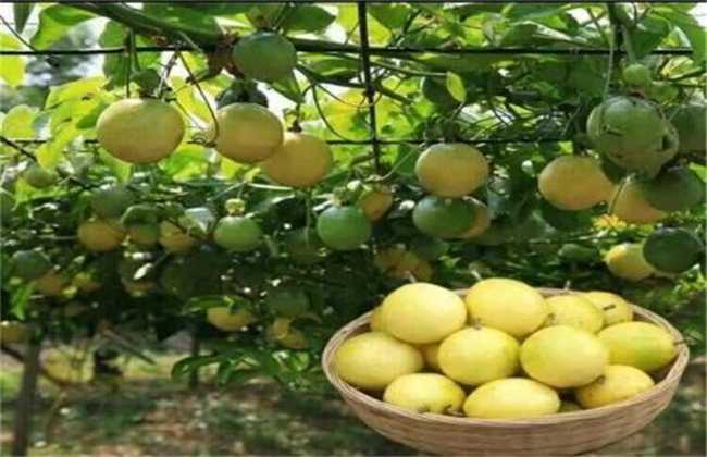 黄金百香果管理方法技巧