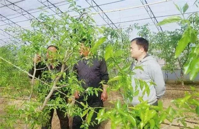 冬枣的种植注意些什么
