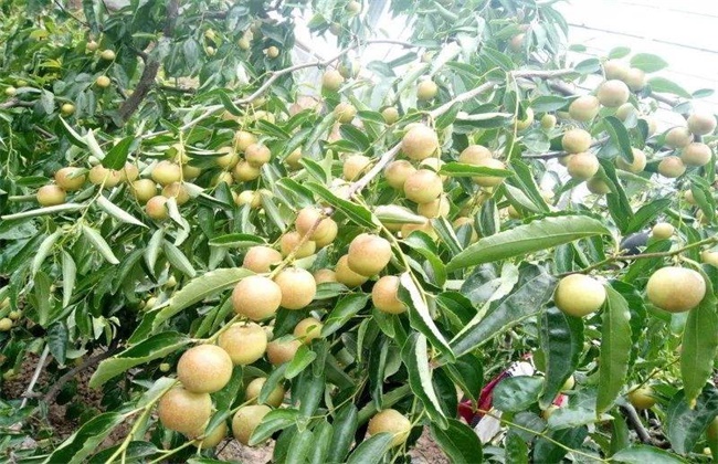 冬枣的种植注意些什么