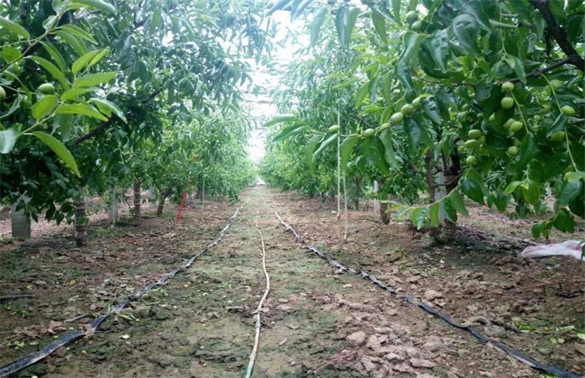 冬枣的种植注意些什么
