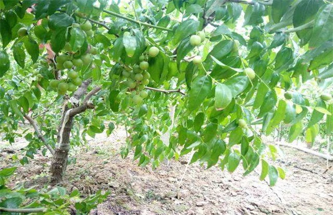 冬枣的种植注意些什么