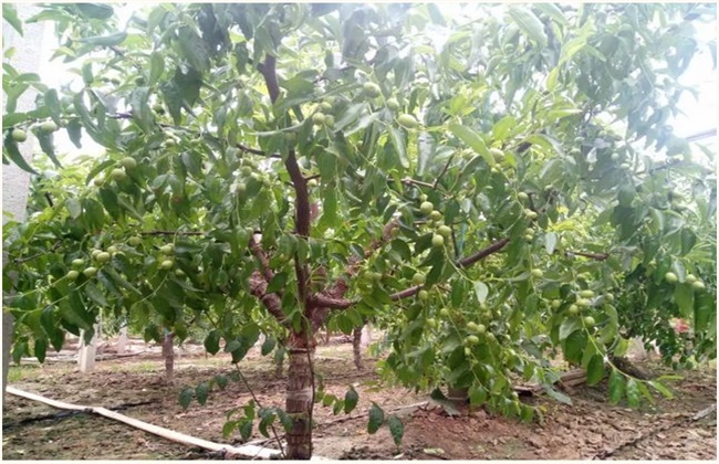 冬枣的种植注意些什么
