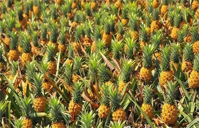 菠萝种植的注意些什么