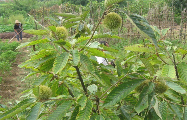 板栗树种植技术方法技巧