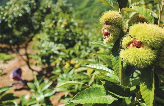 板栗树种植技术方法技巧