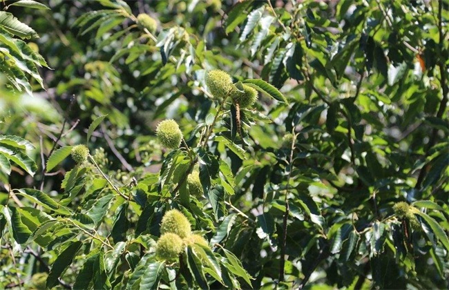 板栗树种植技术方法技巧