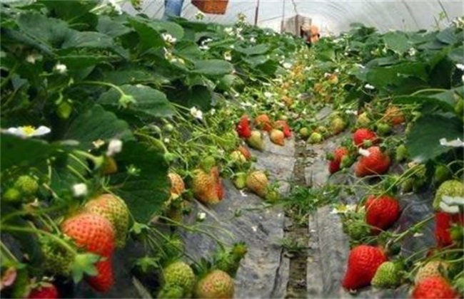 草莓水肥管理技术