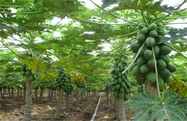 番木瓜的种植办法