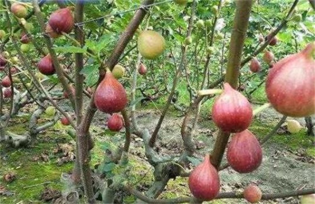 无花果对环境条件的需要求