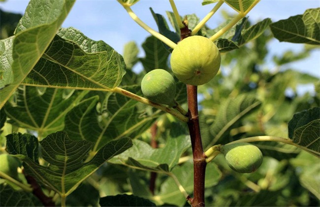 无花果栽培技术方法技巧