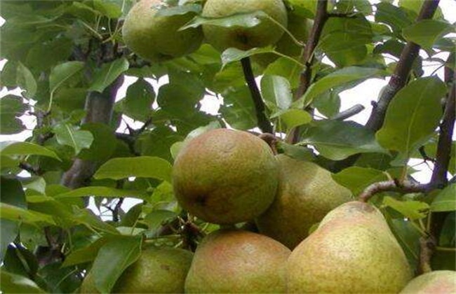 梨子种植的果园管理