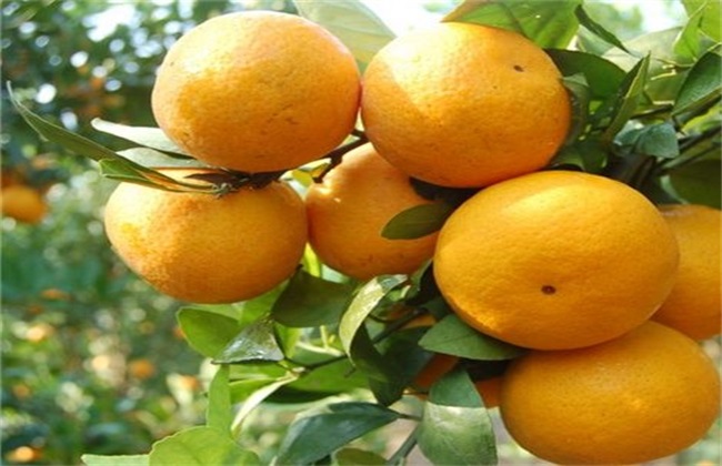 贡柑的种植办法