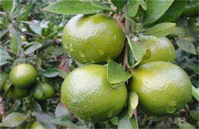 贡柑的种植办法