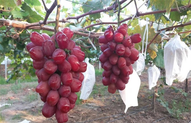 葡萄的栽培技术方法技巧