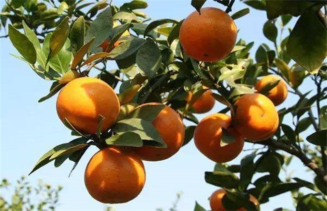 贡柑的种植办法
