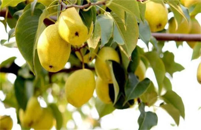 梨子种植的果园管理