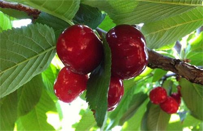 樱桃不结果解决办法