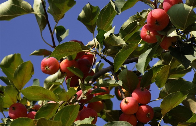 种植海棠果的注意些什么