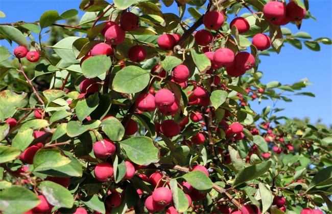 种植海棠果的注意些什么