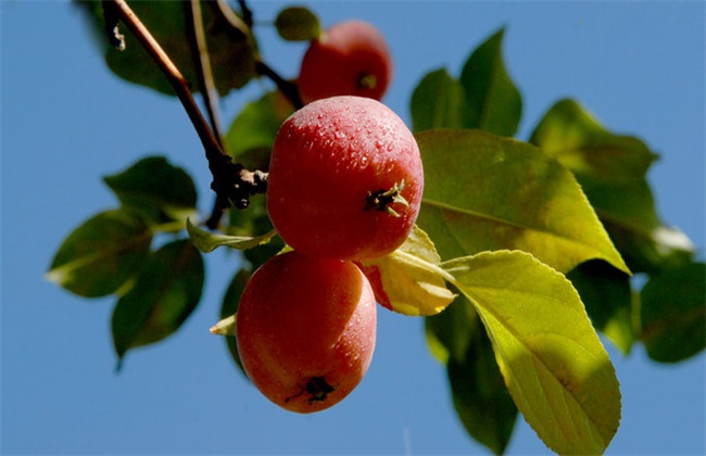 种植海棠果的注意些什么