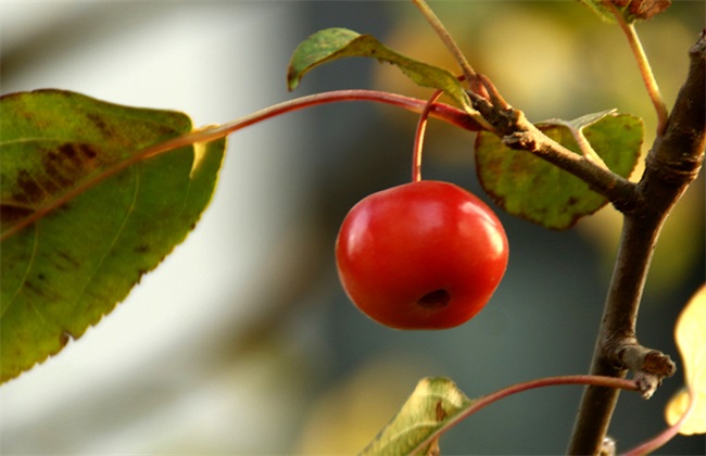 种植海棠果的注意些什么