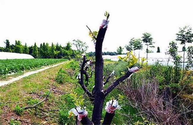 怎么提升柿树的嫁接成活率