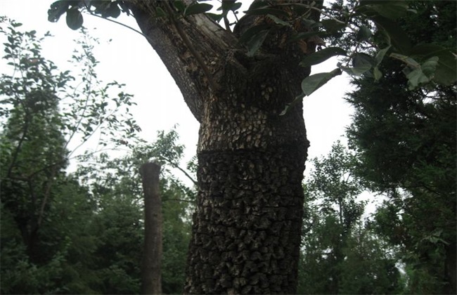 怎么提升柿树的嫁接成活率