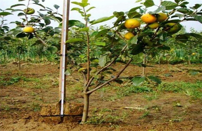 怎么提升柿树的嫁接成活率