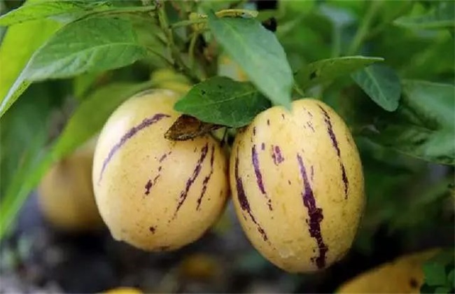 人参果种植注意些什么