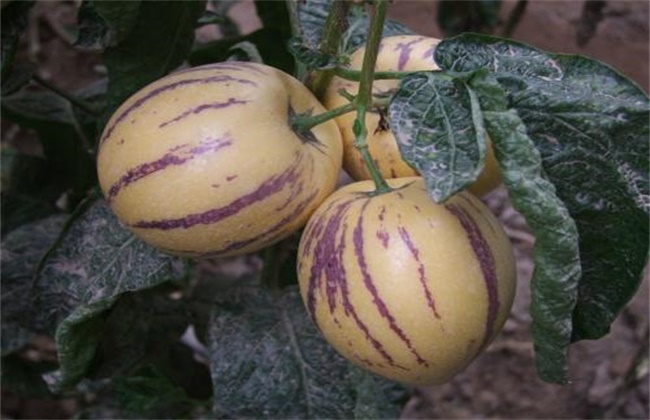 人参果种植注意些什么