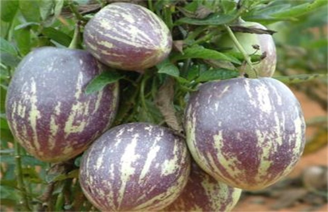 人参果种植注意些什么