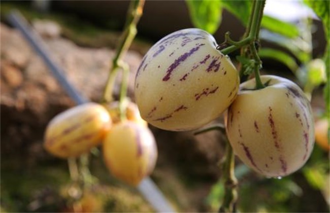 人参果种植注意些什么