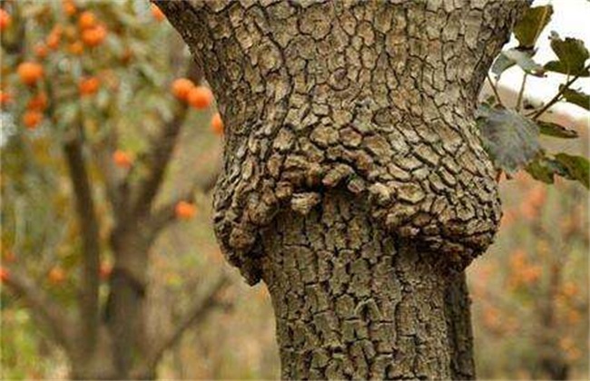 怎么提升柿树的嫁接成活率