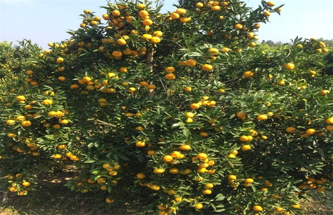 贡柑的种植办法