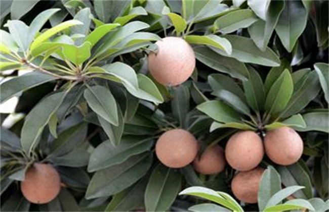 人心果的种植注意些什么