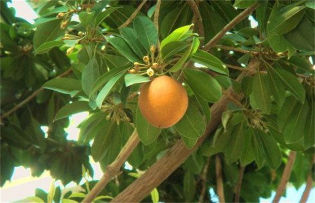 人心果的种植注意些什么