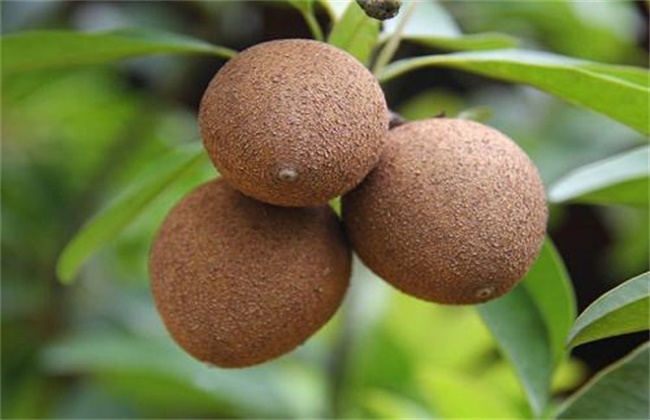 人心果的种植注意些什么