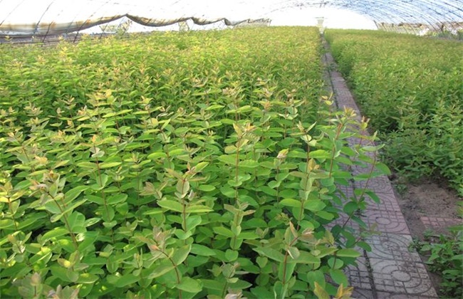 蓝靛果的种植技术