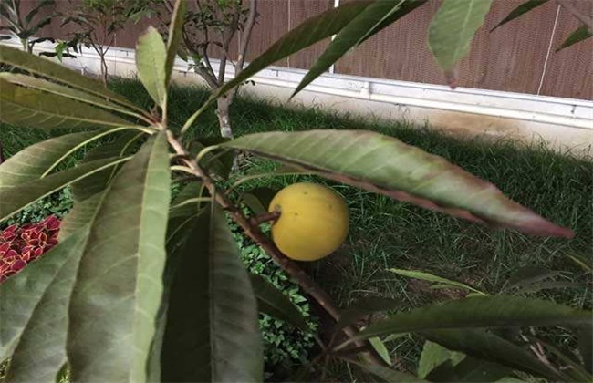 人心果的种植注意些什么