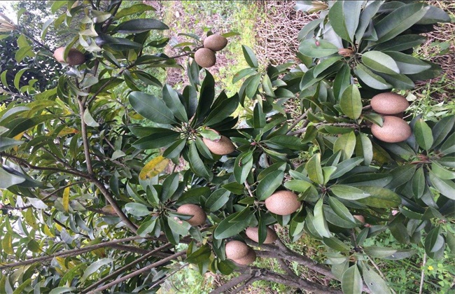 人心果的种植注意些什么