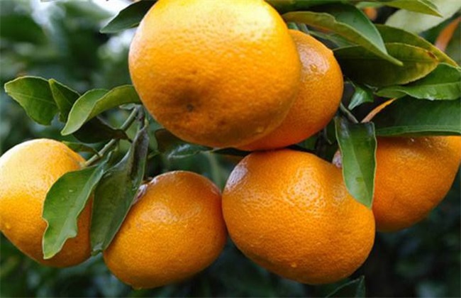 芦柑的种植技术