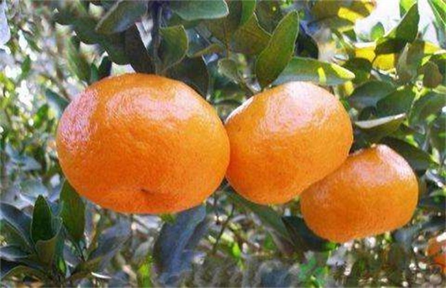 芦柑的种植技术