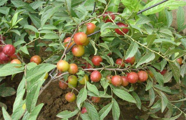 钙果的种植办法