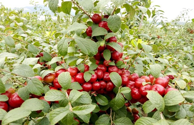 钙果的种植办法