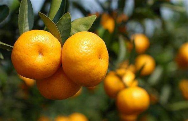芦柑的种植技术