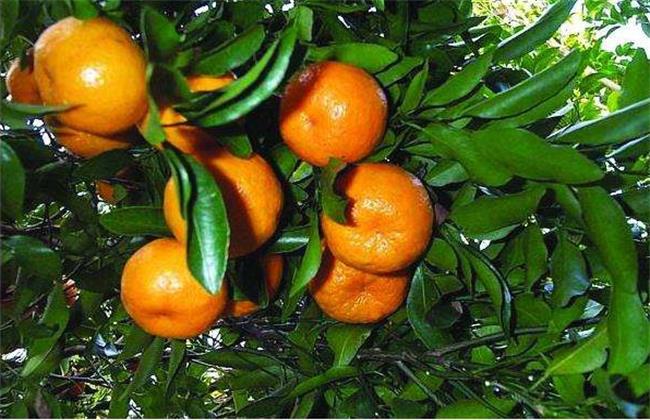 芦柑的种植技术