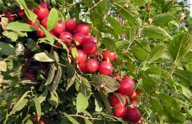 钙果的种植办法