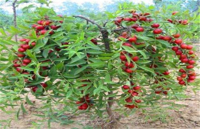 钙果的种植办法