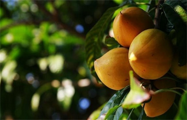 蛋黄果的管理方法技巧