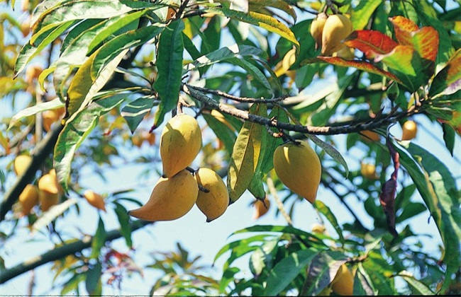 蛋黄果的管理方法技巧